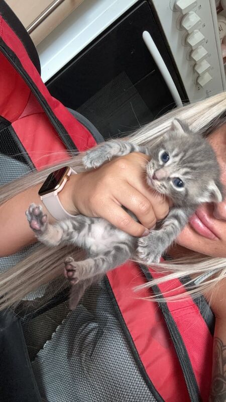Beautiful ragdoll cross kittens for sale in Kilmarnock, Ayrshire and Arran