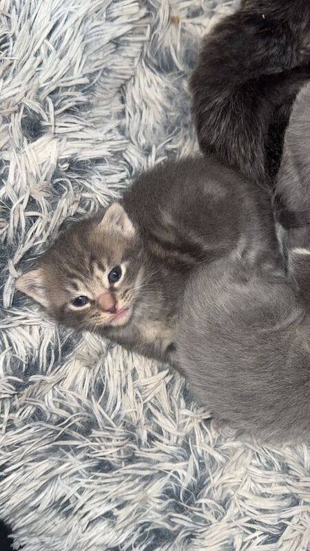 Beautiful ragdoll cross kittens for sale in Kilmarnock, Ayrshire and Arran | Image 2