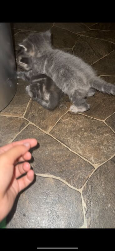 Beautiful ragdoll cross kittens for sale in Kilmarnock, Ayrshire and Arran | Image 3