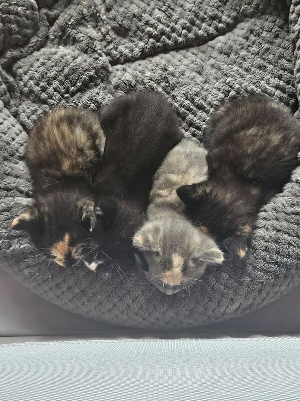 Ragdoll kittens for sale in Perth, Perth and Kinross – 7 weeks old