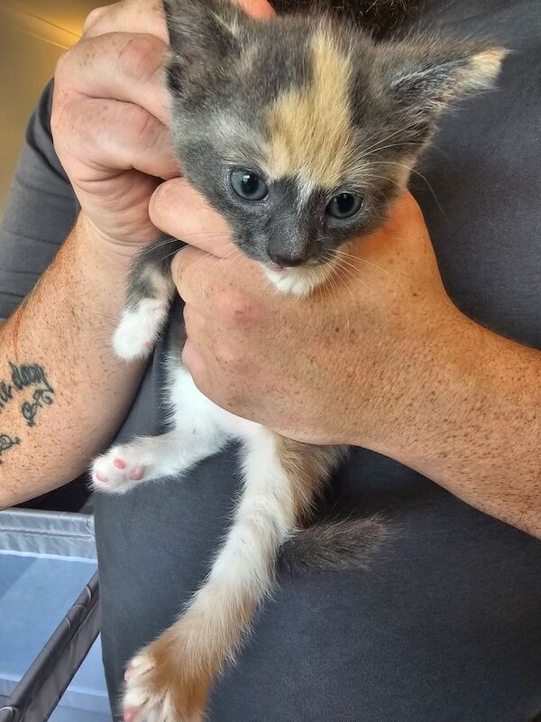 Ragdoll kittens for sale in Perth, Perth and Kinross – 7 weeks old - Image 2 of 3