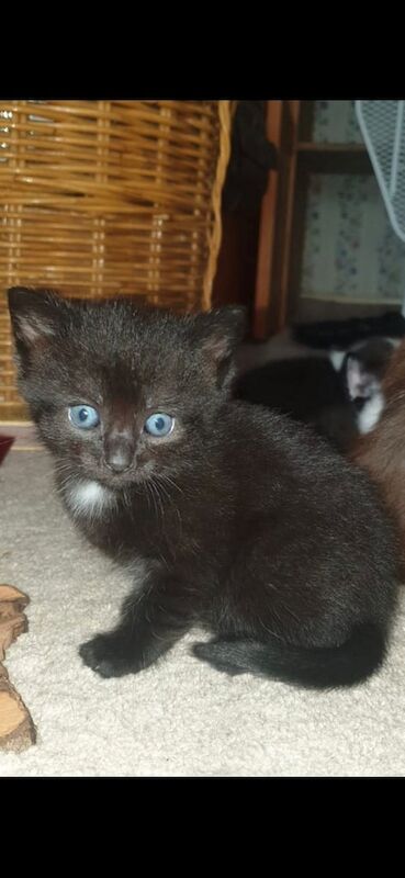 Ragdoll kittens for sale in Axbridge, Somerset – 8 weeks old