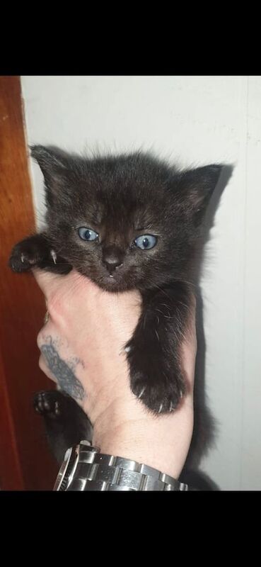 Ragdoll kittens for sale in Axbridge, Somerset – 8 weeks old - Image 2 of 3