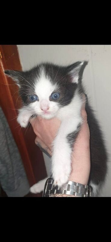 Ragdoll kittens for sale in Axbridge, Somerset – 8 weeks old - Image 3 of 3