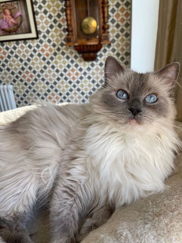 Beautiful Ragdoll Female for sale in Norbury, Greater London