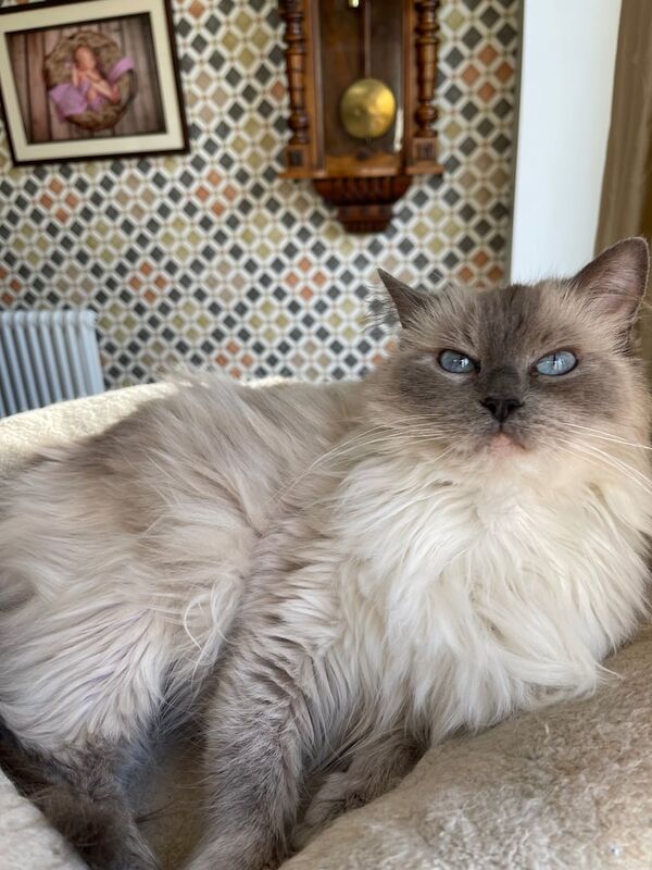 Beautiful Ragdoll Female for sale in Norbury, Greater London | Image 2