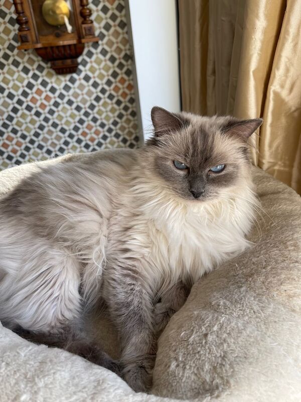 Beautiful Ragdoll Female for sale in Norbury, Greater London - Image 3
