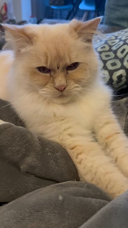 Ragdoll kittens for sale in Newcastle upon Tyne, Tyne and Wear – 5 years old