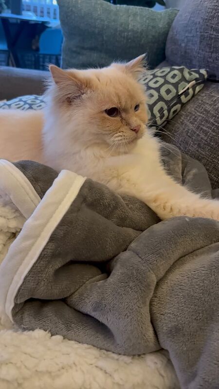 Ragdoll kittens for sale in Newcastle upon Tyne, Tyne and Wear – 5 years old - Image 2 of 3