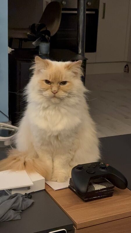 Ragdoll kittens for sale in Newcastle upon Tyne, Tyne and Wear – 5 years old - Image 3 of 3