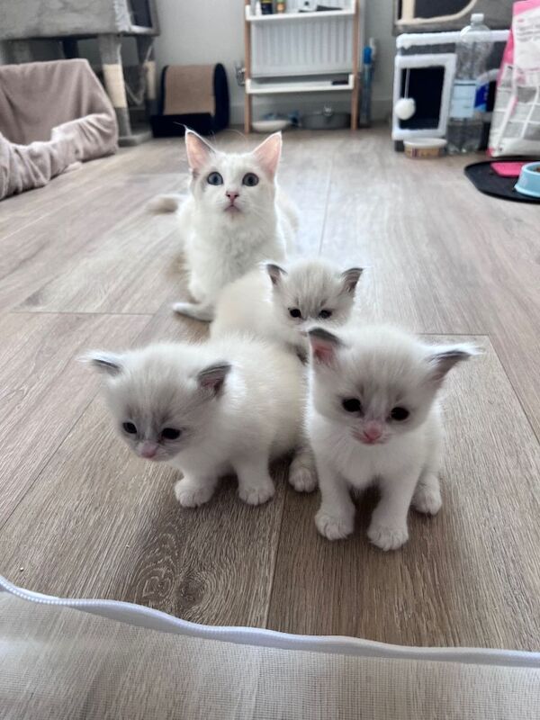 Beautiful Ragdoll Girls – Now Taking Reservations!