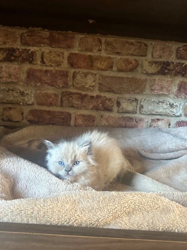 Beautiful Ragdoll Kitten for sale in Coatbridge, Lanarkshire