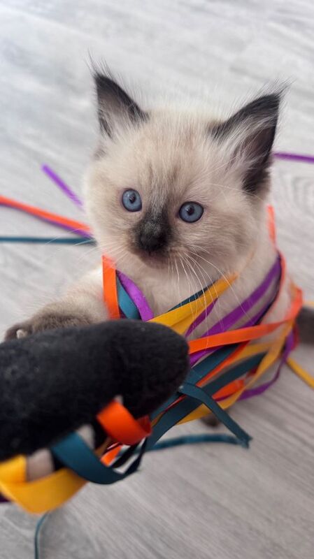 Beautiful Ragdoll kitten available