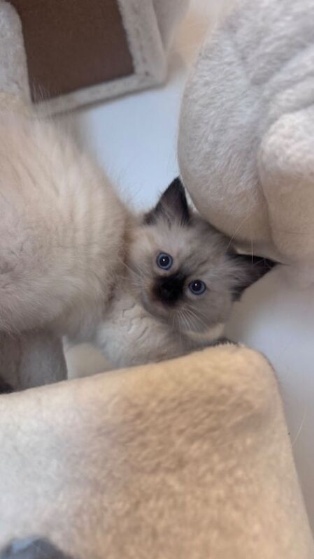 Beautiful Ragdoll kitten available - Image 2 of 3