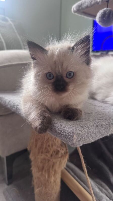 Beautiful Ragdoll kitten available - Image 3 of 3