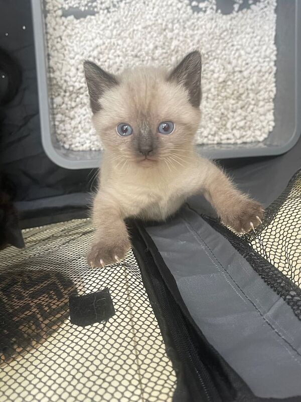 Ragdoll kittens for sale in Erdington, West Midlands – 6 weeks old