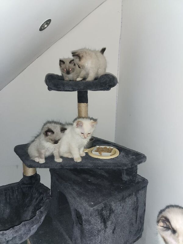 Beautiful ragdoll kitten boy pure breed for sale in Newmains, Lanarkshire | Image 2
