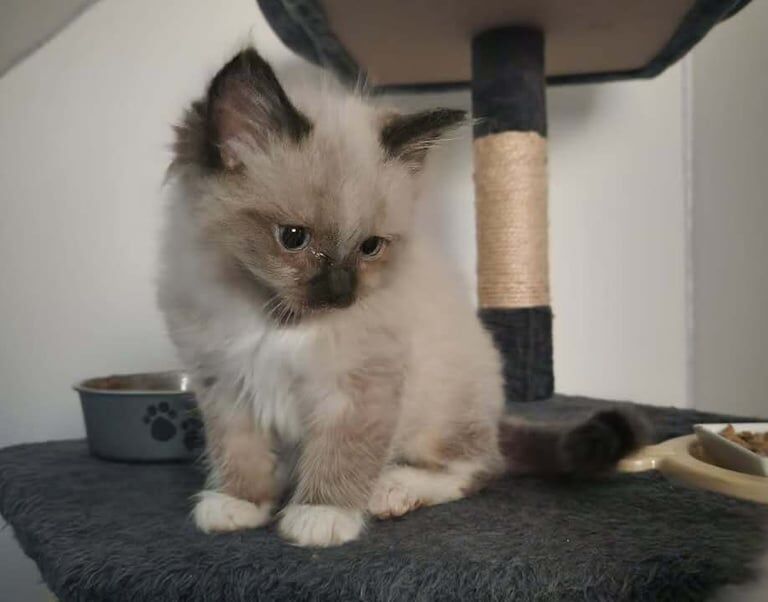 Beautiful ragdoll kitten boy pure breed for sale in Newmains, Lanarkshire | Image 3