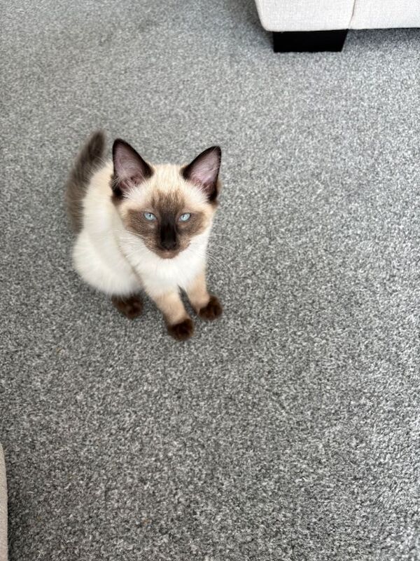 Ragdoll Kittens For Sale