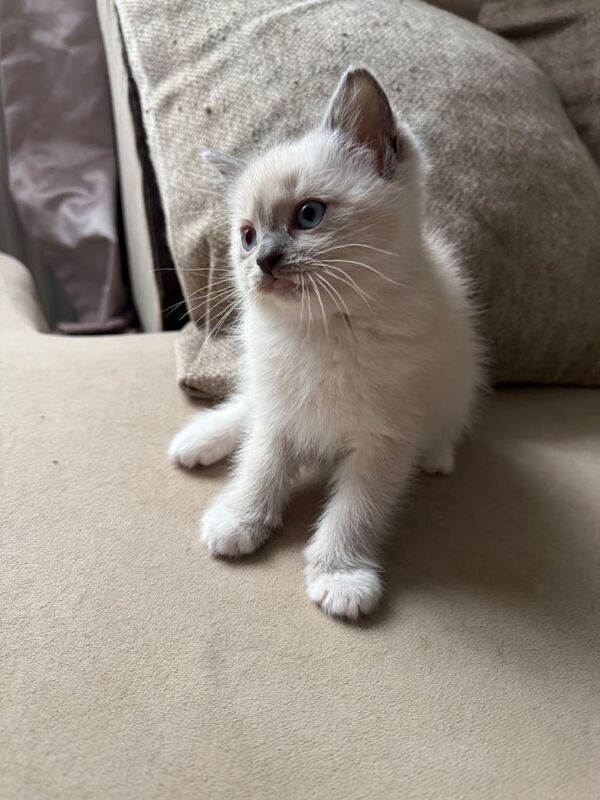 Ragdoll Kittens For Sale