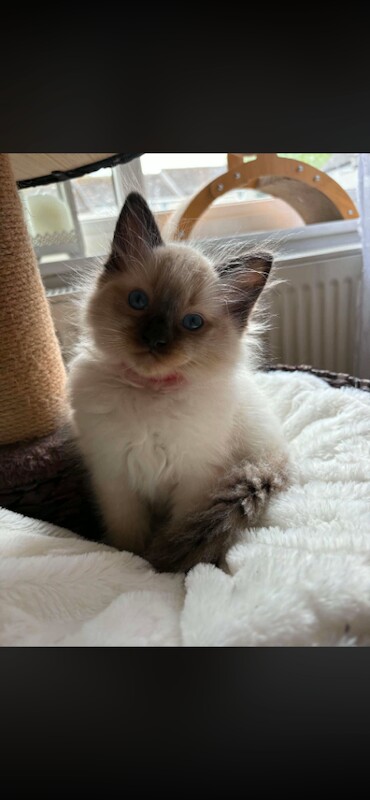 Beautiful Ragdoll Kitten for Sale