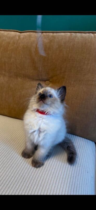 Beautiful Ragdoll Kitten for Sale - Image 2 of 3