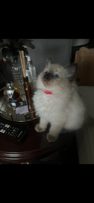 Beautiful Ragdoll Kitten for Sale - Image 3 of 3
