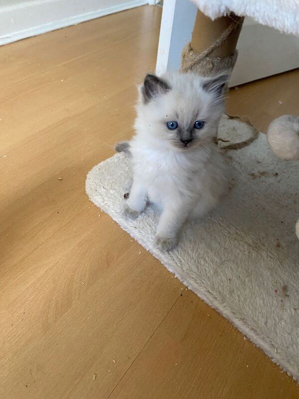 Beautiful ragdoll kitten for sale- ready to leave now!!