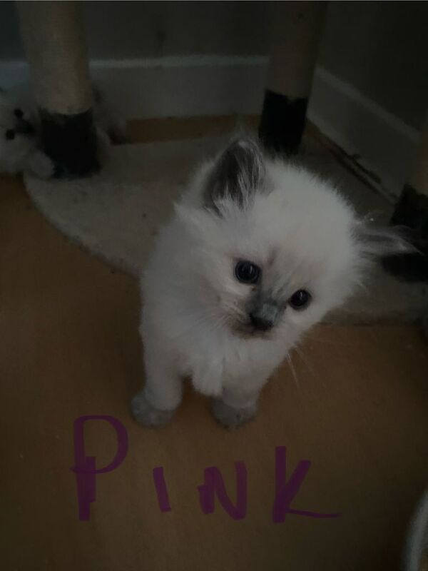 Beautiful ragdoll kitten for sale- ready to leave now!! - Image 2 of 3