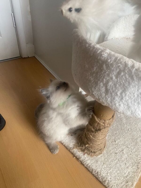 Beautiful ragdoll kitten for sale- ready to leave now!! - Image 3 of 3