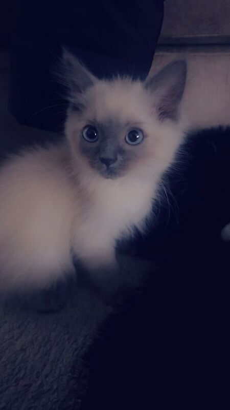 Ragdoll kittens for sale in Glasgow, City of Glasgow β 10 weeks old