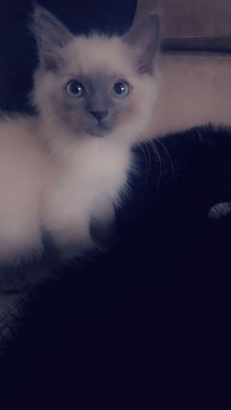 Ragdoll kittens for sale in Glasgow, City of Glasgow – 10 weeks old - Image 2 of 5
