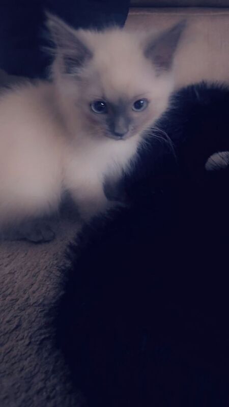 Ragdoll kittens for sale in Glasgow, City of Glasgow – 10 weeks old - Image 3 of 5