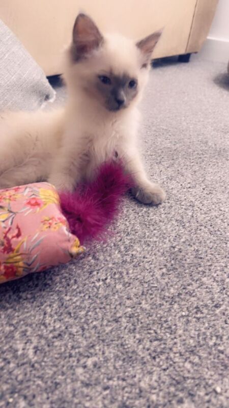 Ragdoll kittens for sale in Glasgow, City of Glasgow – 10 weeks old - Image 4 of 5