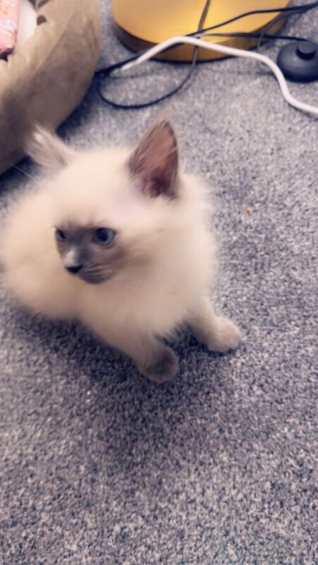 Ragdoll kittens for sale in Glasgow, City of Glasgow – 10 weeks old - Image 5 of 5