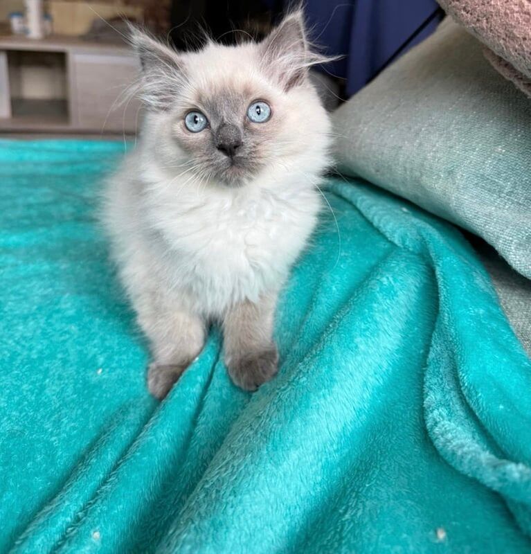 Beautiful Ragdoll Kitten - Ready for Her Forever home! for sale in Maryhill, City of Glasgow
