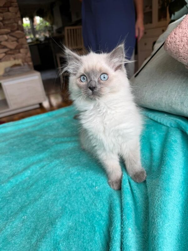 Beautiful Ragdoll Kitten - Ready for Her Forever home! for sale in Maryhill, City of Glasgow | Image 2