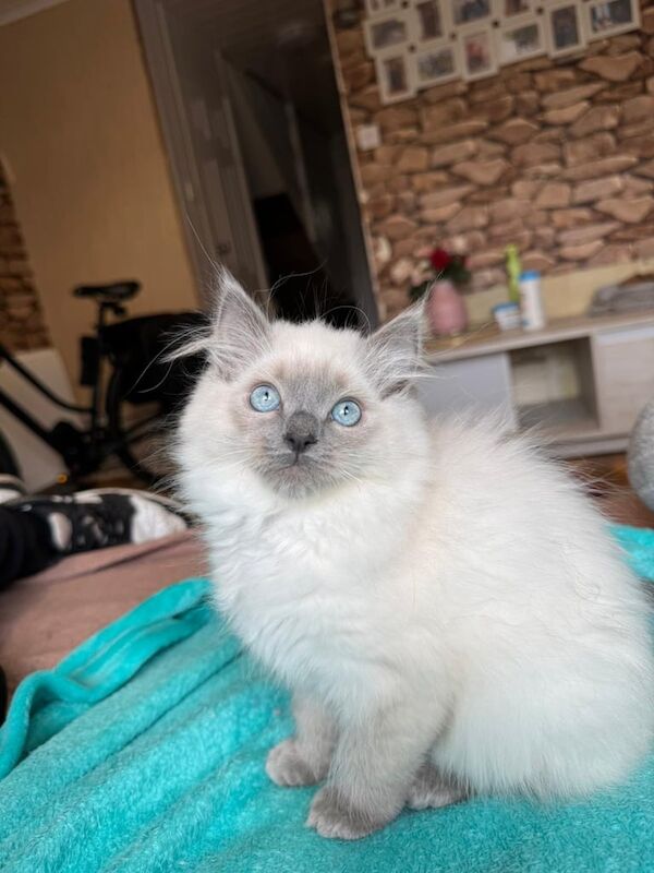 Ragdoll kittens for sale in Maryhill, City of Glasgow – 10 months old - Image 3 of 3