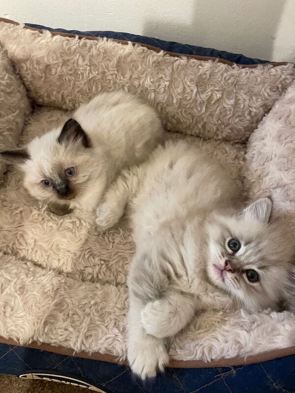 Beautiful ragdoll kittens for sale in Hurstpierpoint, West Sussex