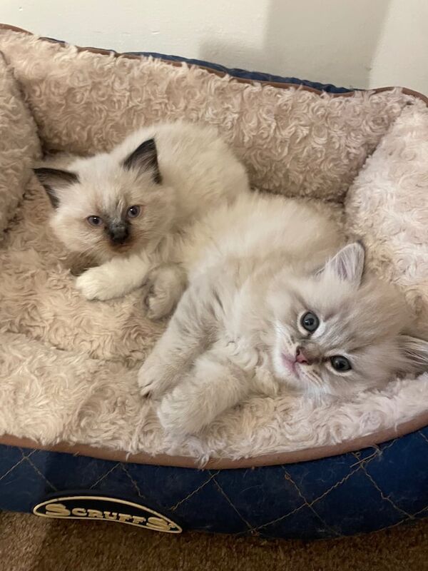Beautiful ragdoll kittens for sale in Hurstpierpoint, West Sussex | Image 2
