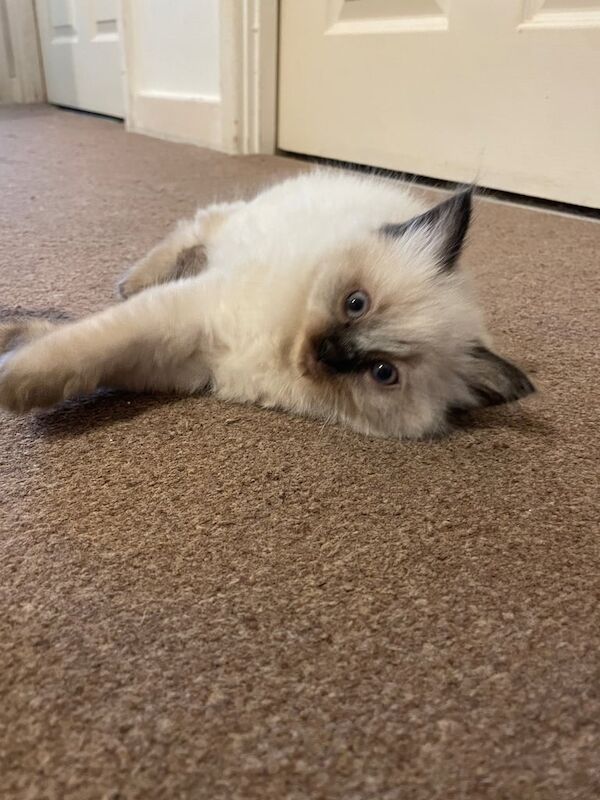 Beautiful ragdoll kittens for sale in Hurstpierpoint, West Sussex | Image 3