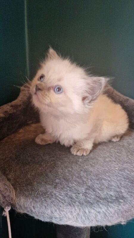 Beautiful Ragdoll kittens. for sale in Highland Boath, Nairn