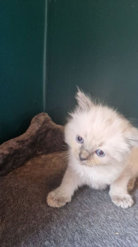 Ragdoll kittens for sale in Highland Boath, Nairn β 9 months old - Image 2 of 3