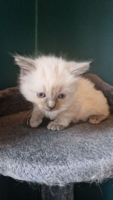 Ragdoll kittens for sale in Highland Boath, Nairn β 9 months old - Image 3 of 3