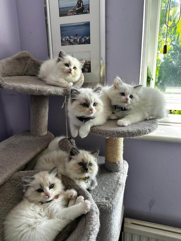 Beautiful Ragdoll kittens for sale in Loughton, Essex