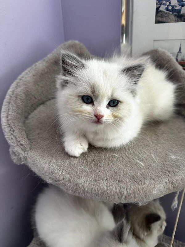 Beautiful Ragdoll kittens for sale in Loughton, Essex | Image 2