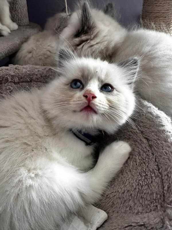 Beautiful Ragdoll kittens for sale in Loughton, Essex | Image 3