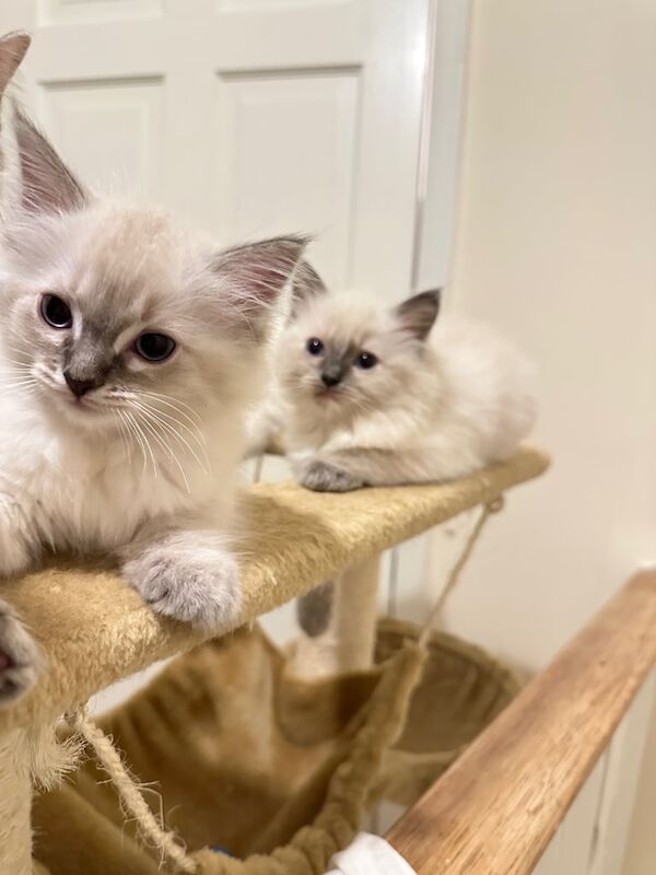 Beautiful Ragdoll Kittens for sale in Harrow, Greater London