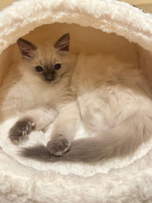 Beautiful Ragdoll Kittens for sale in Harrow, Greater London | Image 2