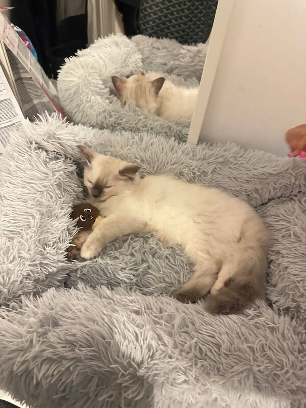 Beautiful Ragdoll Kittens for sale in Harrow, Greater London | Image 3